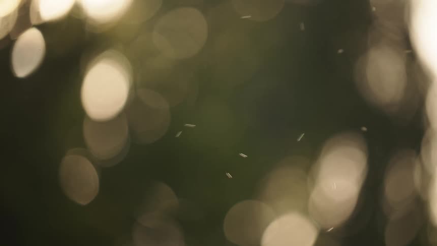 A group of small insects flying around light bulbs at night