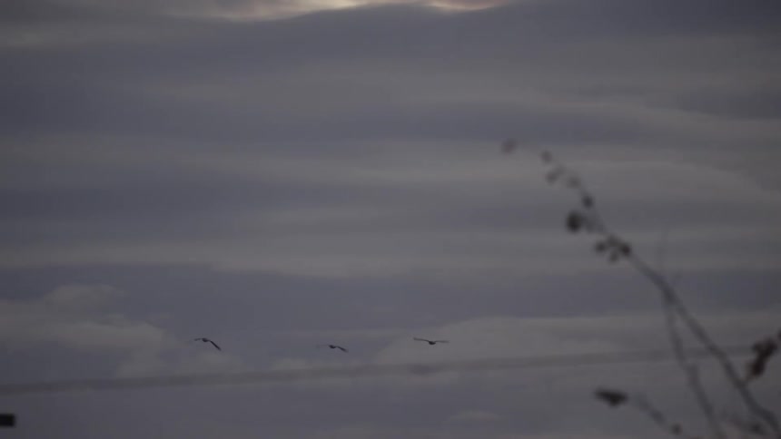 A flock of birds flying in the sky at sunset