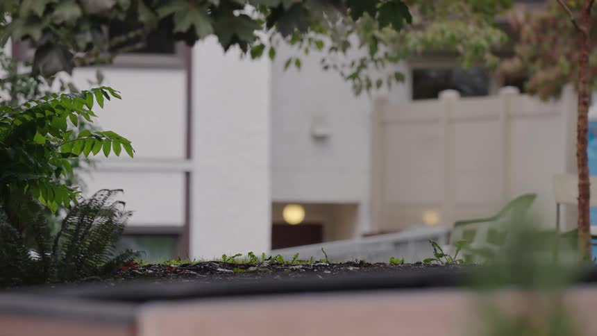 Two dogs playing together outdoors in a city during daytime