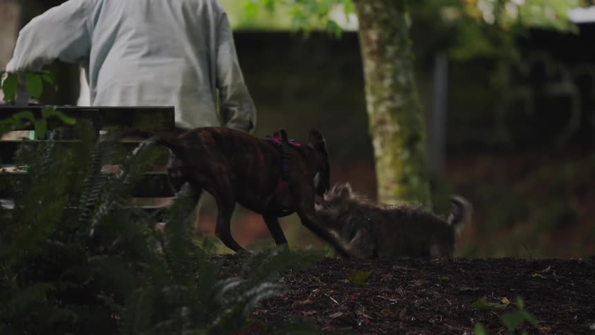 This is a lowangle dark shot of two dogs a large brindle dog and a smaller shaggy dog engaging in playful wrestling on a patch of dirt and mulch a person and a park bench are visible in the blurry background