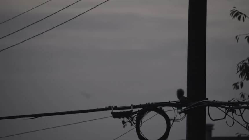 Squirrel on power lines beside utility pole under cloudy sky with branches in background