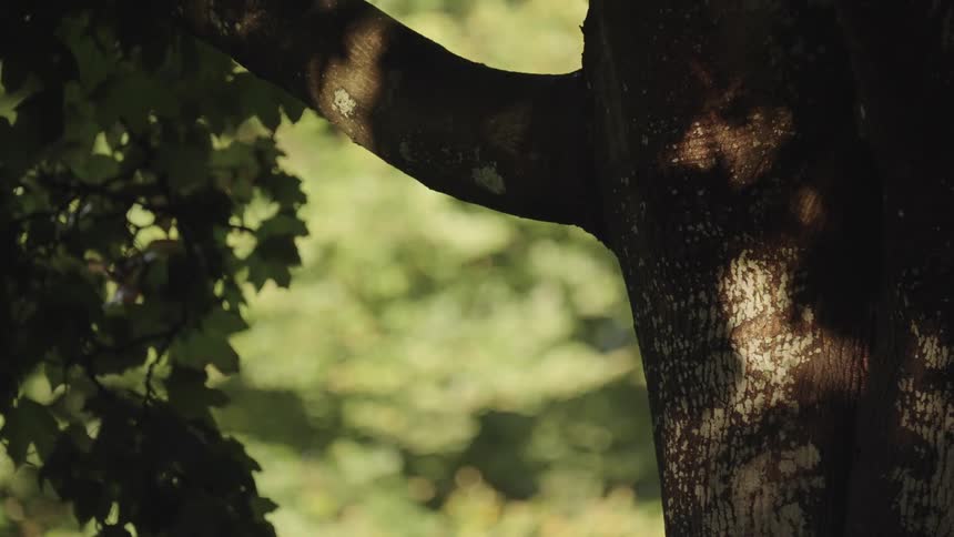 The brown trunk of a tree with a large branch going to the right and some leaves moving in the wind