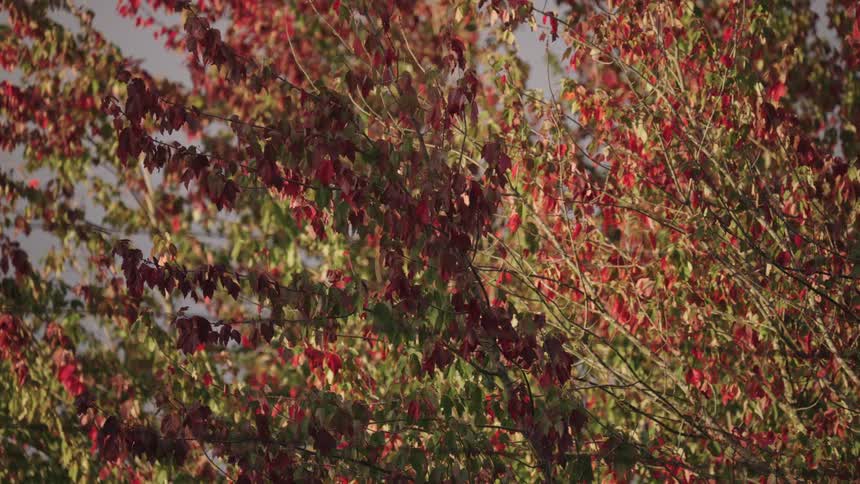 Sunlit branches filled with red and green autumn leaves sway gently creating a warm tapestry of color