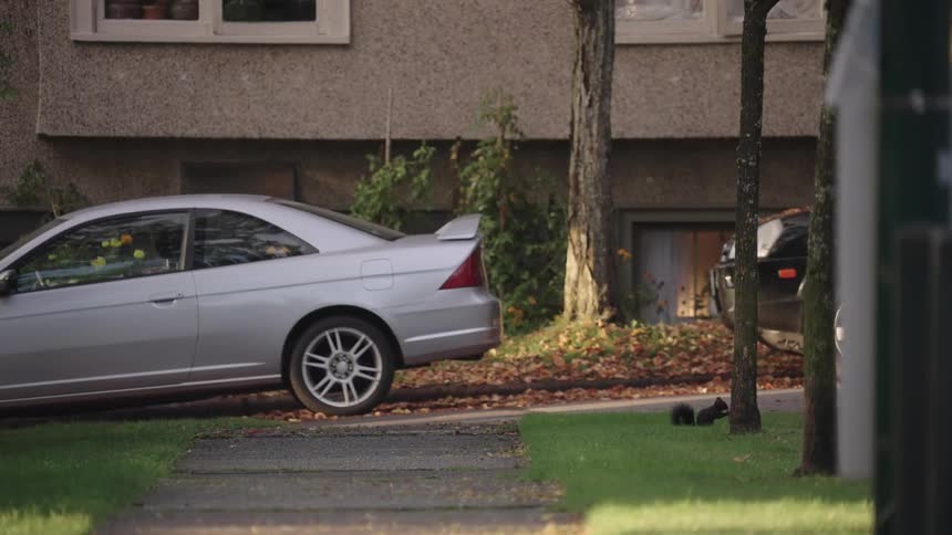 Black squirrel on grass beside silver car on street with autumn leaves
