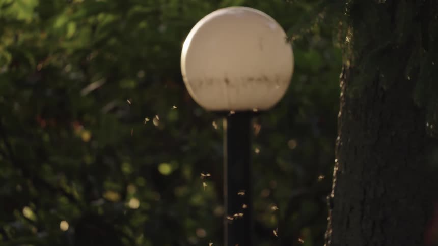 Gnats swarming around a lamppost at the park