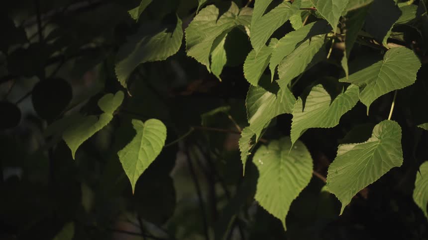 Close up of green heart shaped leaves on a plant outdoors during daytime