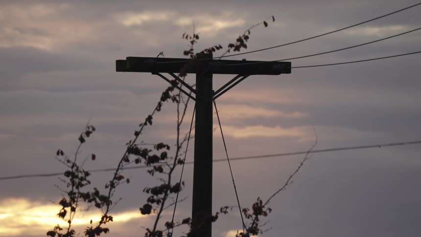 Pole covered in vines with power lines under colorful sunset sky