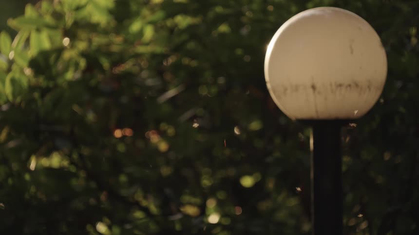 Gnats flying around a lampost at a park