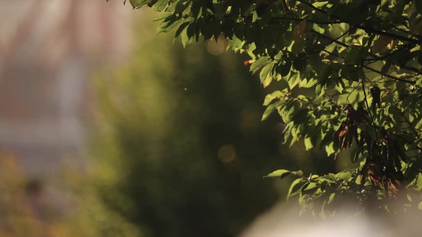 Bright green leaves from a tree branch occupy the right and upper areas of the frame illuminated by sunlight and some trees out of focus