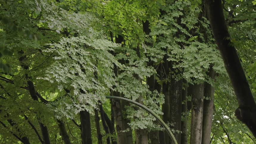 Curved metal structure among tall trees and dense vegetation