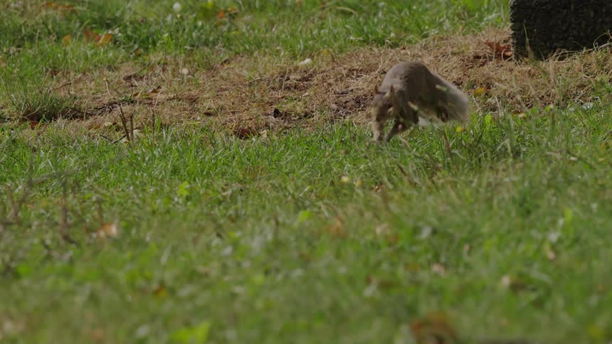 Adventurous squirrel hopping across the grass