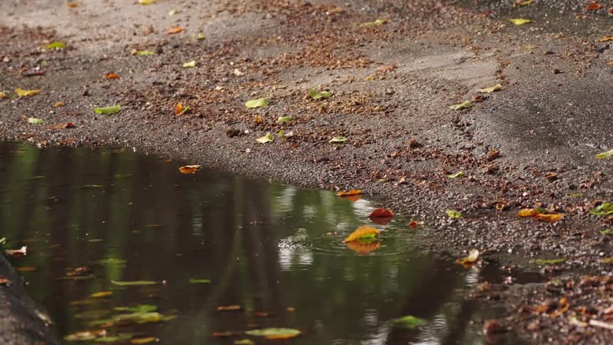 Puddle reflects nearby trees on a leafcovered road