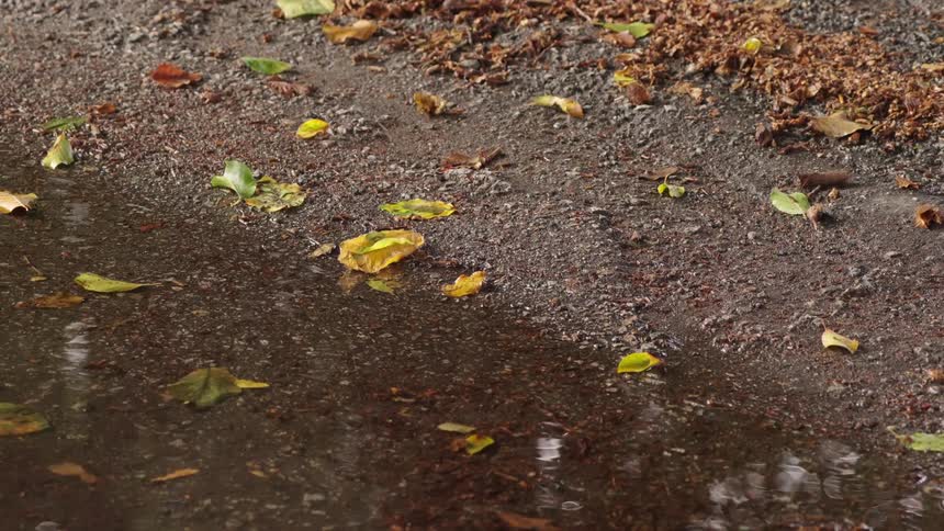 Close up of green fallen leaves on the ground outdoors during daytime