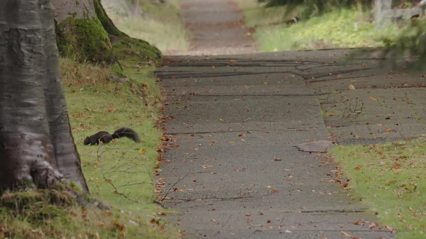 Squirrel walking through grass in an urban area