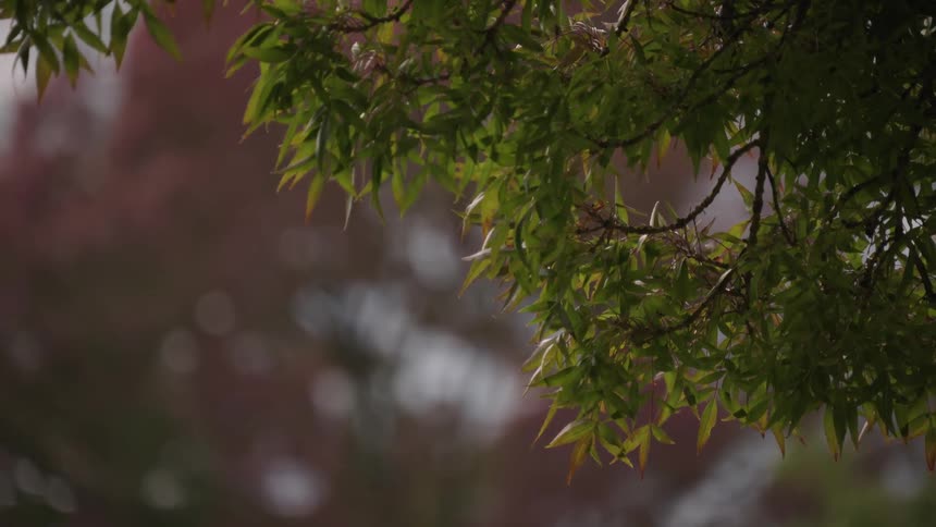 The video is a medium closeup shot of green leaves and branches hanging down from above the background is blurry and out of focus with warm redbrown and bright soft highlights creating a shallow depth of field