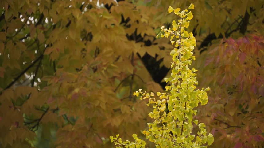 A vertical stem of bright yellow fanshaped leaves is clearly visible in the foreground set against a blurred background of larger gold and orange leaves from another tree species