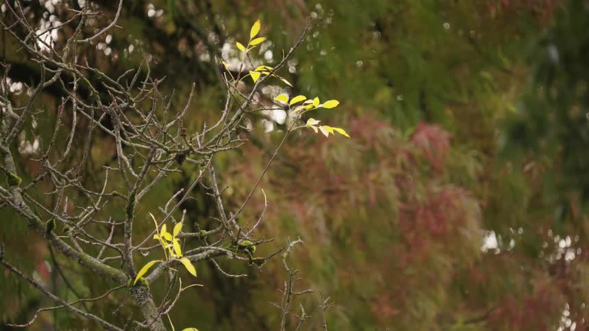 A closeup video focuses on a few bright yellow leaves clinging to the bare dark brown branches of a tree contrasting sharply with the blurry background of other foliage showing colors of green and reddishbrown in the autumn light