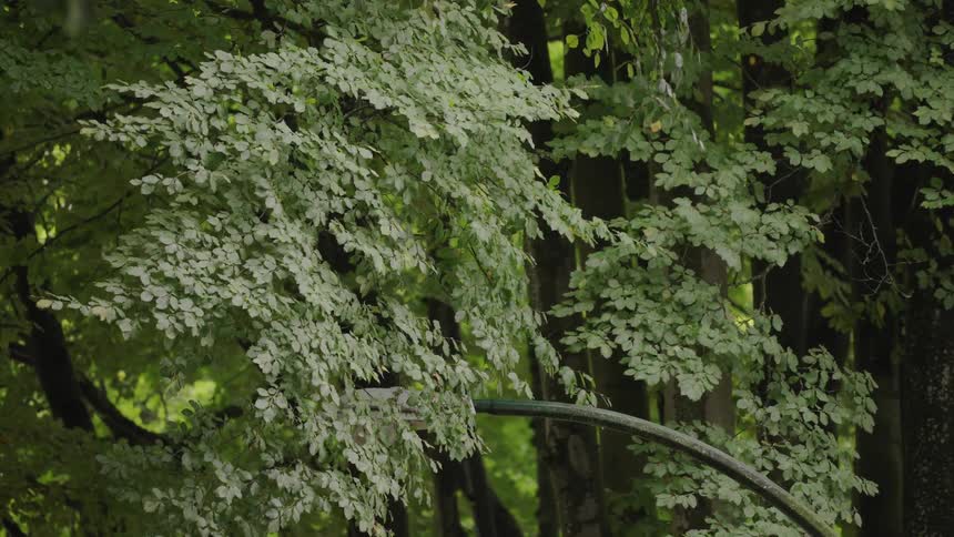 The video shows a closeup of tree branches densely covered in light green or slightly variegated leaves gently swaying in a forest or park setting the background is filled with the dark blurred trunks and foliage of other trees creating a lush natur