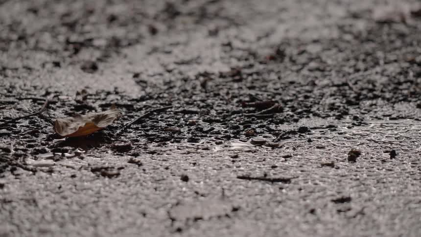 Dry leaf flying from a wet road