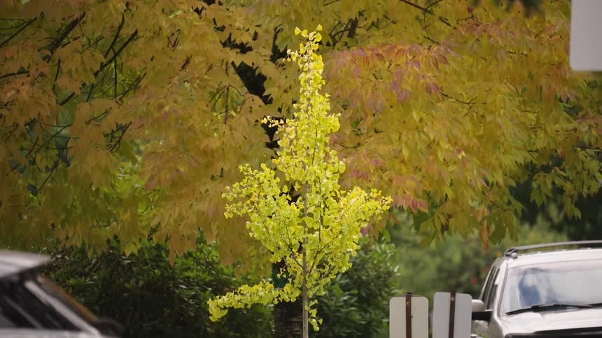 A small bright yellowgreen deciduous tree stands prominently in the foreground against a backdrop of much larger trees whose leaves are turning a deeper goldenyellow and orange for the autumn the scene is an urban park or street with cars partially v