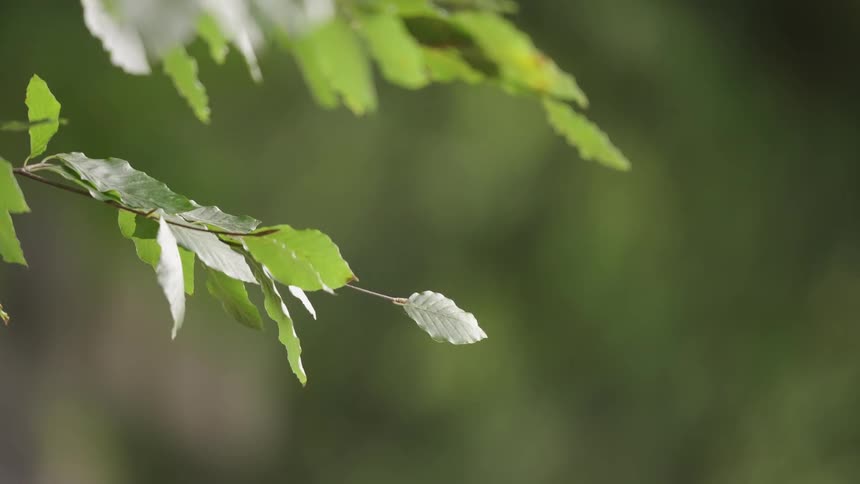 A closeup of green leaves hanging from a branch against a blurred background