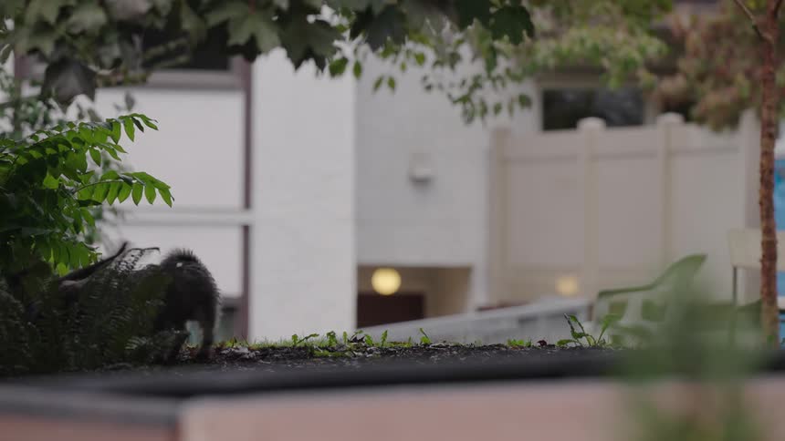 The video shows two small black dogs playing and wrestling excitedly in a grassy or mulched area in what appears to be a residential or apartment complex the dogs jump around and chase each other sometimes disappearing briefly behind the foreground plan