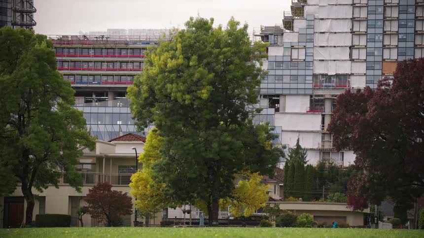 Tree in a park with buildings under construction in the background