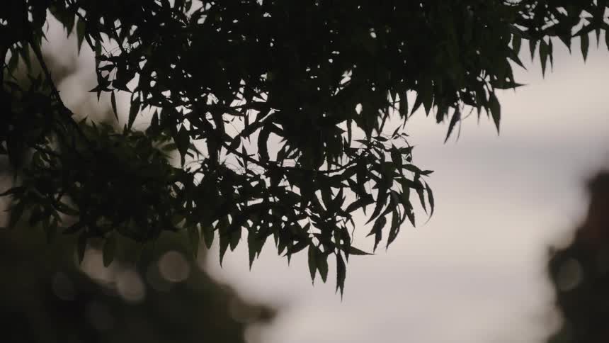 The wind is blowing the leaves on the branch