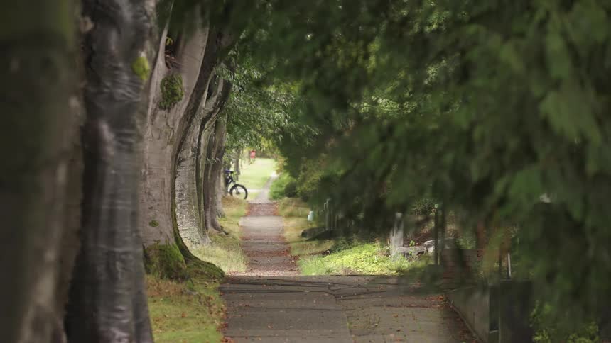 A white vehicle drives briefly down a narrow paved path lined closely on both sides by large trees with dense green foliage followed later by a person riding a bicycle in the same direction framed by dark tree trunks