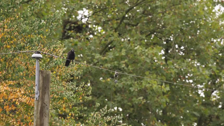 A black bird perched on an electric line outdoors during daytime