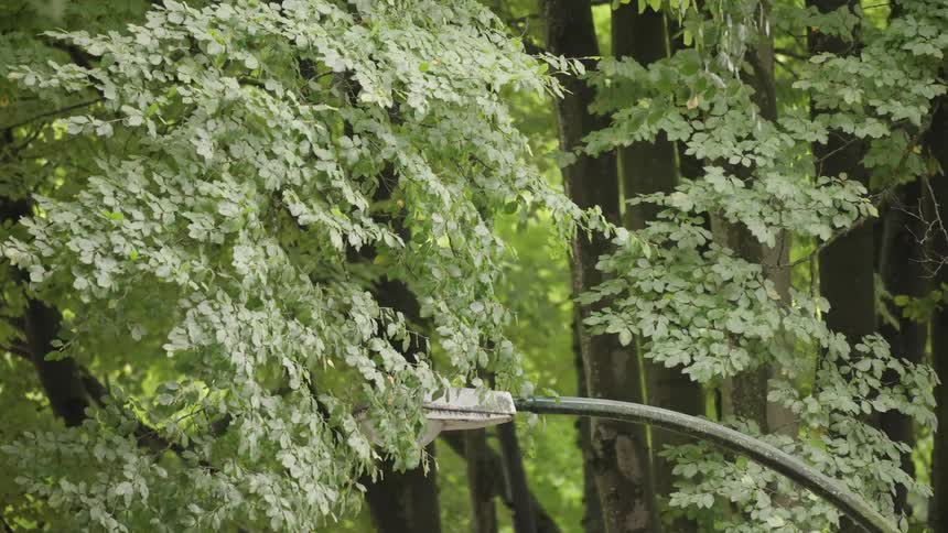 A large streetlamp curves over the foreground partially obscured by the canopy of a large tree and the lush green foliage of the surrounding forest the leaves gently move in the wind against the backdrop of dark tall tree trunks in a park or wooded are