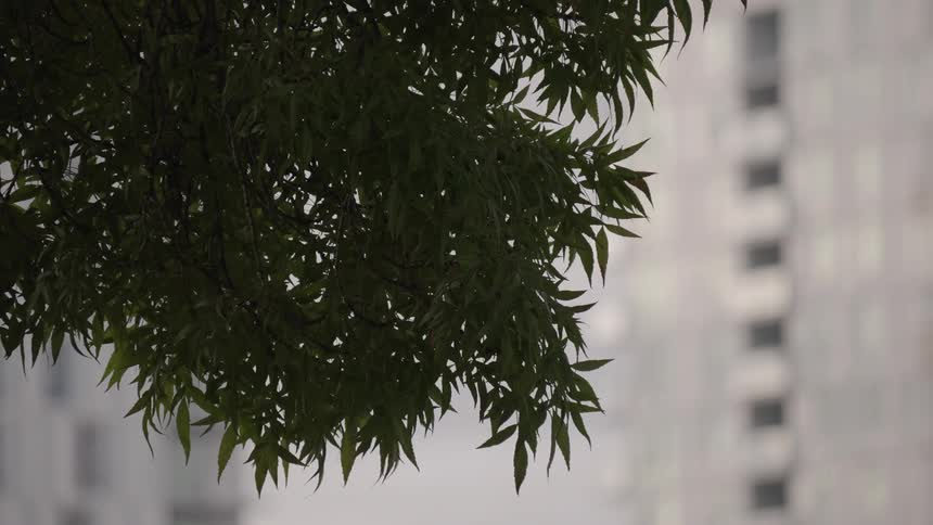 Green leaves on a tree outdoors during daytime
