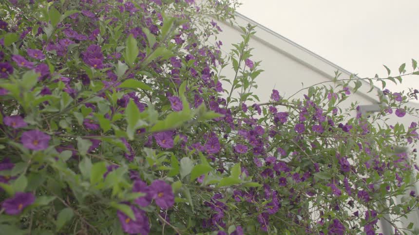 Bush with purple flowers grows beside a white wall
