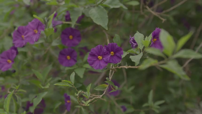 Purple flowers are in the bushes