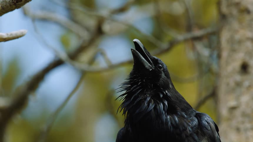 A glossy black raven tilts its head and calls with beak open perched among softfocused branches and warm background bokeh