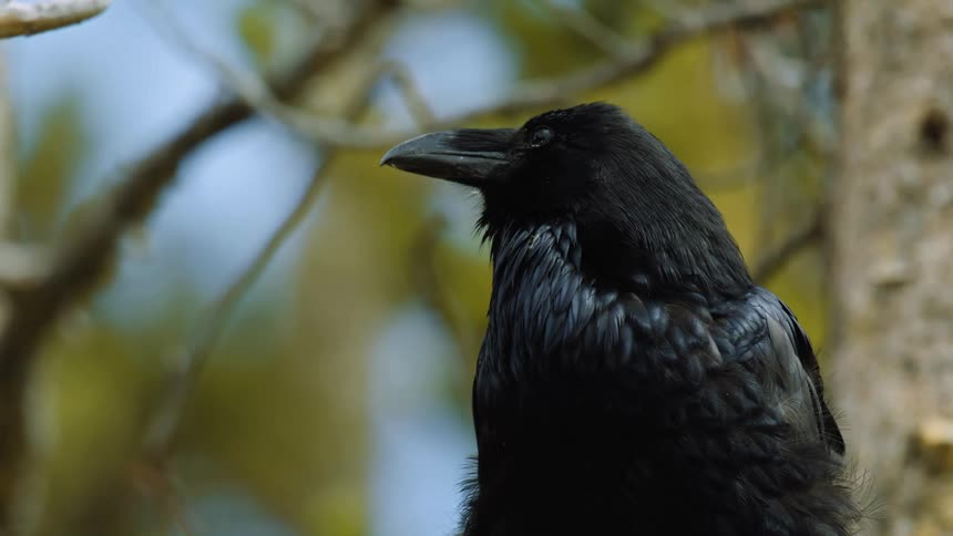 Black raven perched on a branch with a blurred background of trees