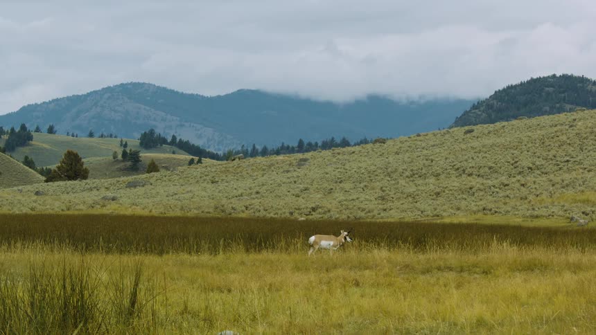 Lone antelope crosses a golden field surrounded by hills