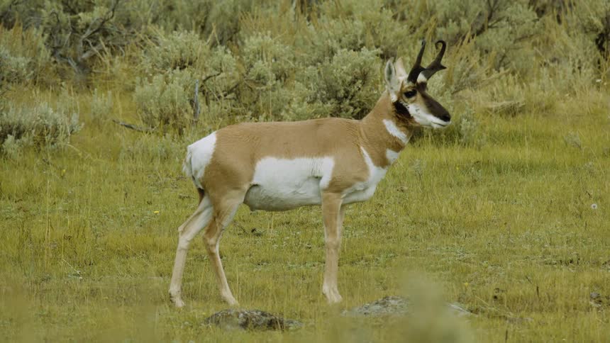 Brown and white antelope standing in a grassy field with shrubs in the background