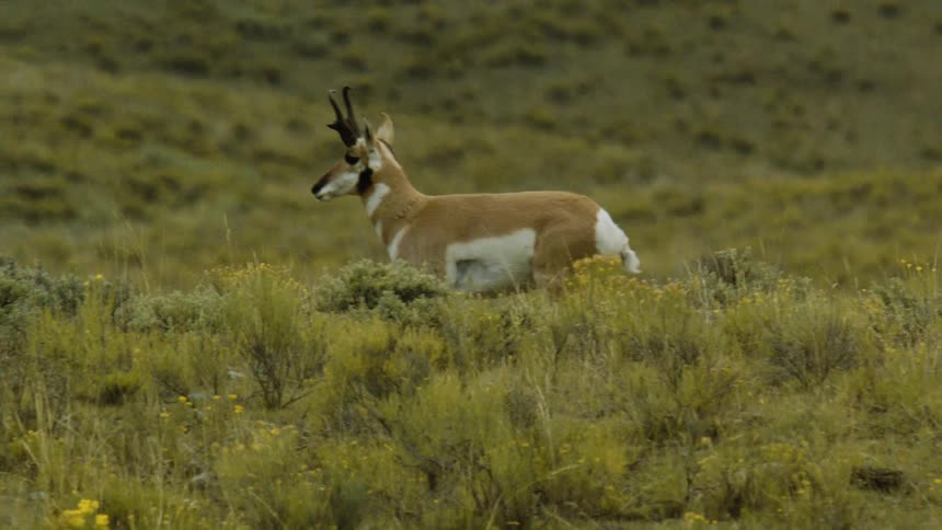 Antelope runs across an open field covered with yellowish vegetation