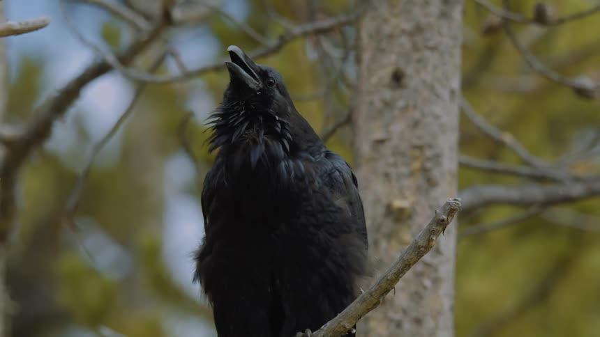 The raven is chirping on the branch