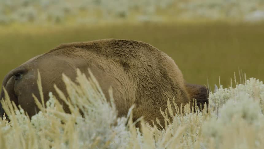 The buffalo walks through the tall grass