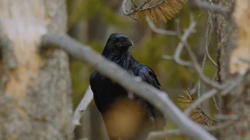 Close up of a crow on a tree branch outdoors during daytime