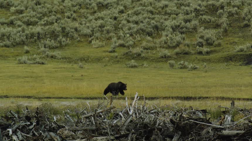 The video clip shows an adult grizzly bear grazing in a grassy field in a wide shot the field is surrounded by low dense brush on rolling hills under an overcast sky