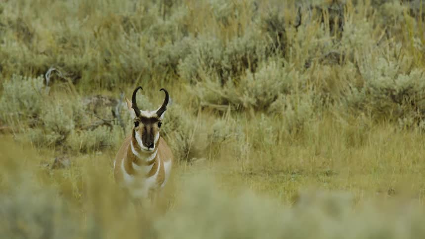 Antelope staring directly while standing out among dry vegetation