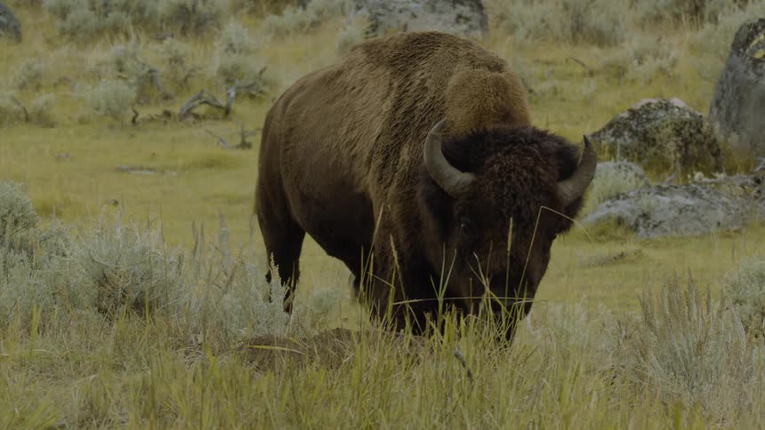 Bison grazes among dry vegetation in an open field