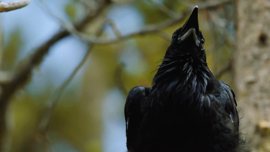 A glossy black raven tilts its head skyward on a branch beak slightly open as soft background bokeh glows