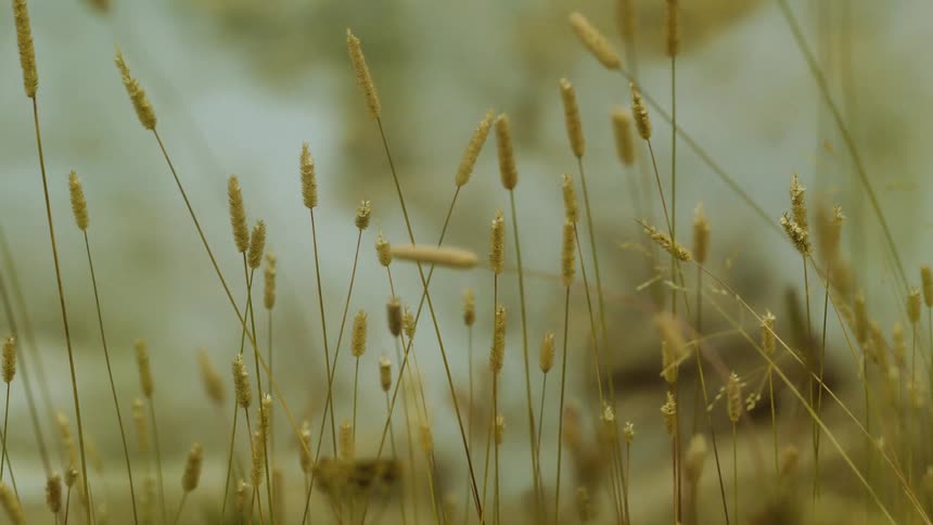 Grass stalks with seed heads sway under golden light in open field