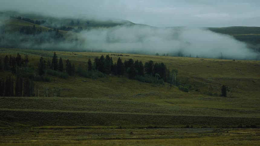 Green hills covered by dense fog and scattered trees