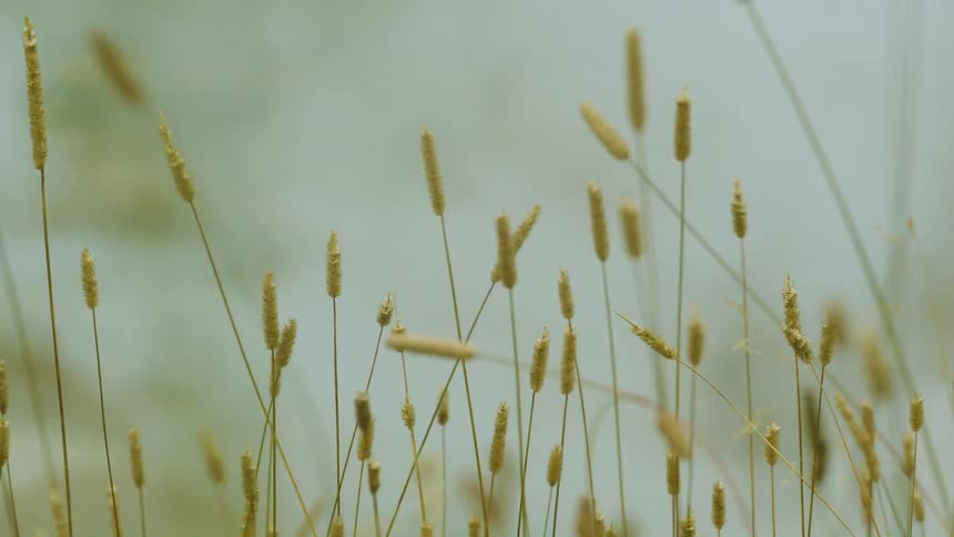 The video clip is a closeup static shot of a field of tall light brown grass heads the grass is slightly out of focus and gently swaying against a hazy light background