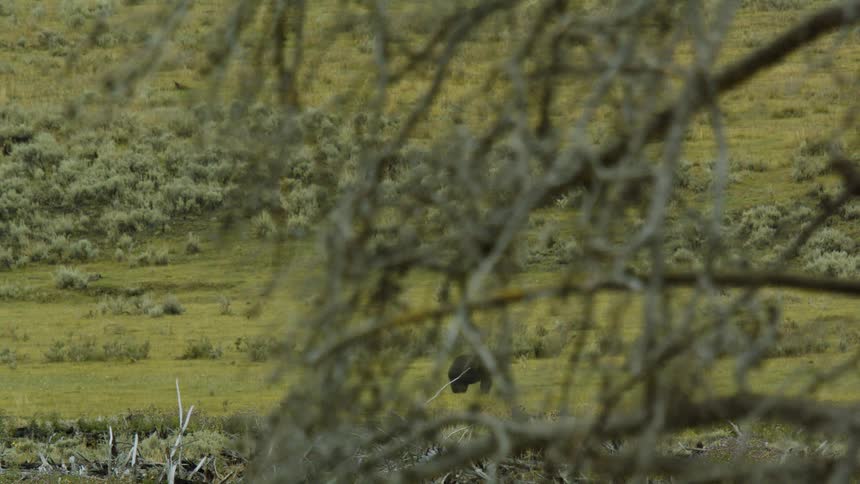 Bear walking through a grassy field seen between dry branches